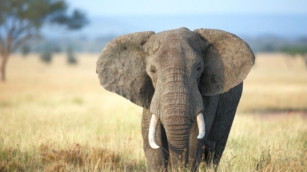 Προς Εξαφάνιση Δύο Είδη Αφρικανικού Ελέφαντα